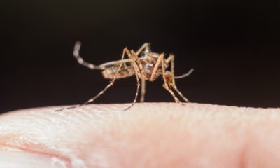 recorde de casos de dengue em 2025